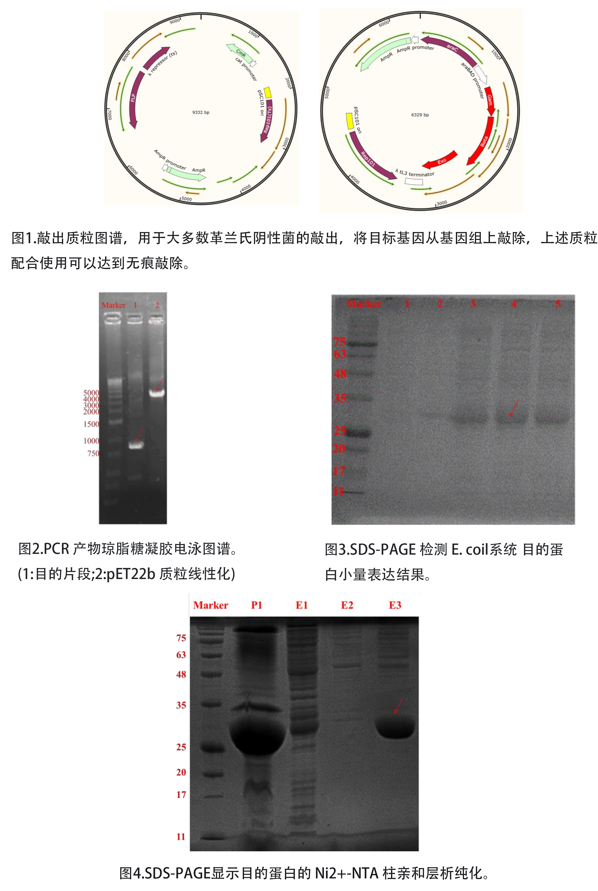 分子生物学研究平台-1.png