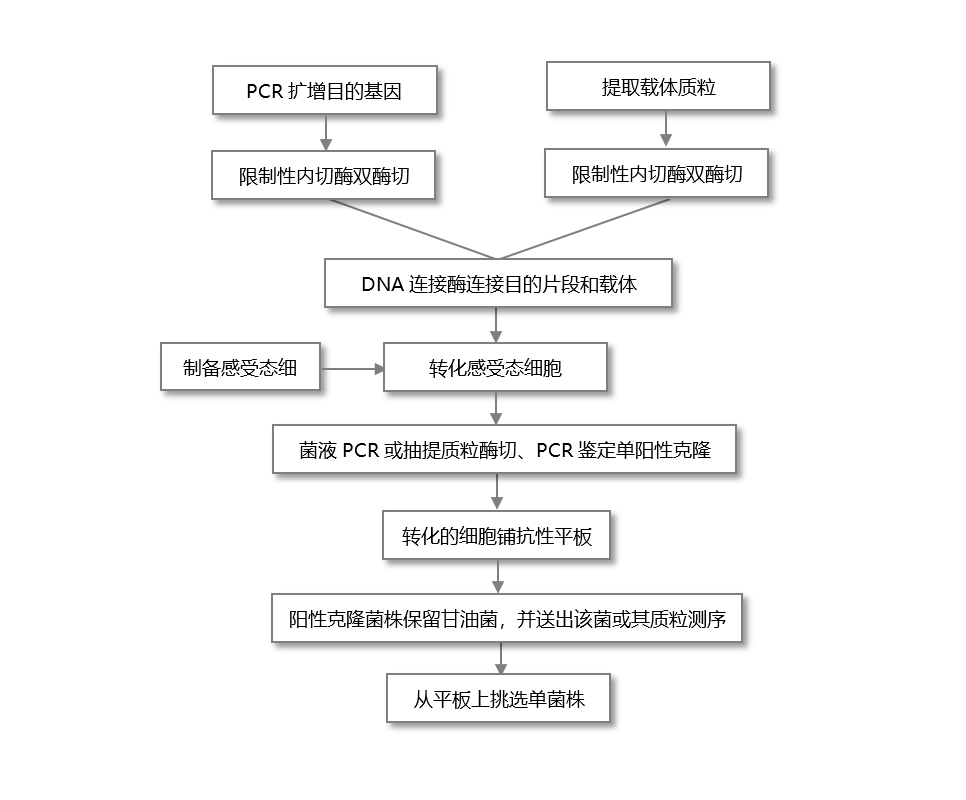 质粒构建.png
