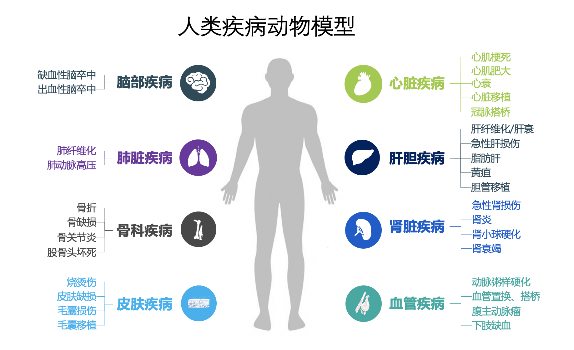 多种人类疾病模型.png