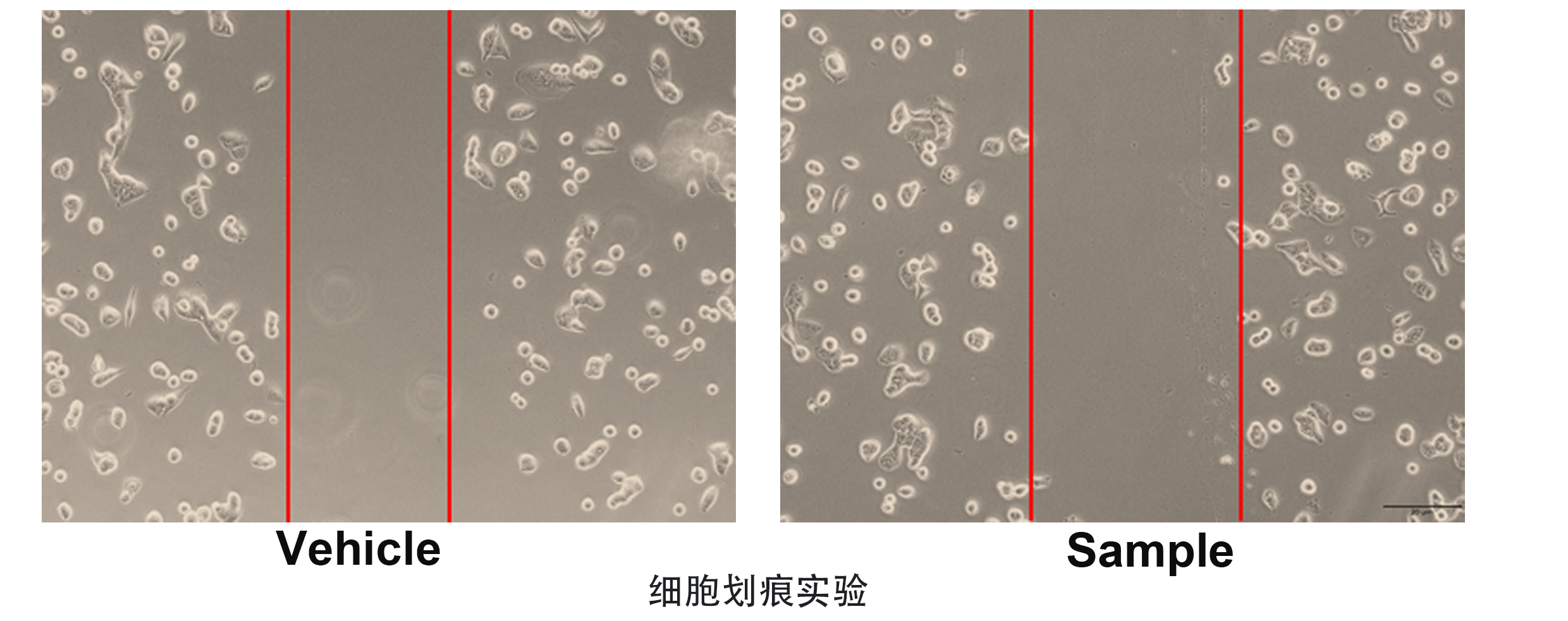 细胞划痕.png