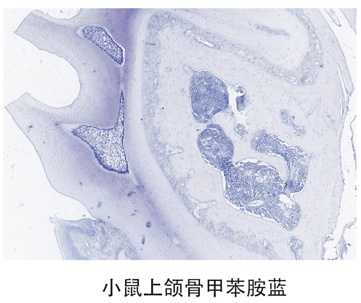 甲苯胺蓝.png