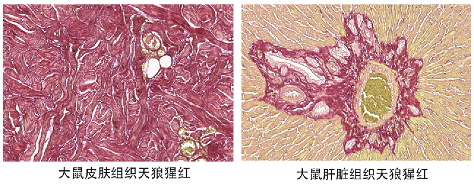 天狼猩红.png